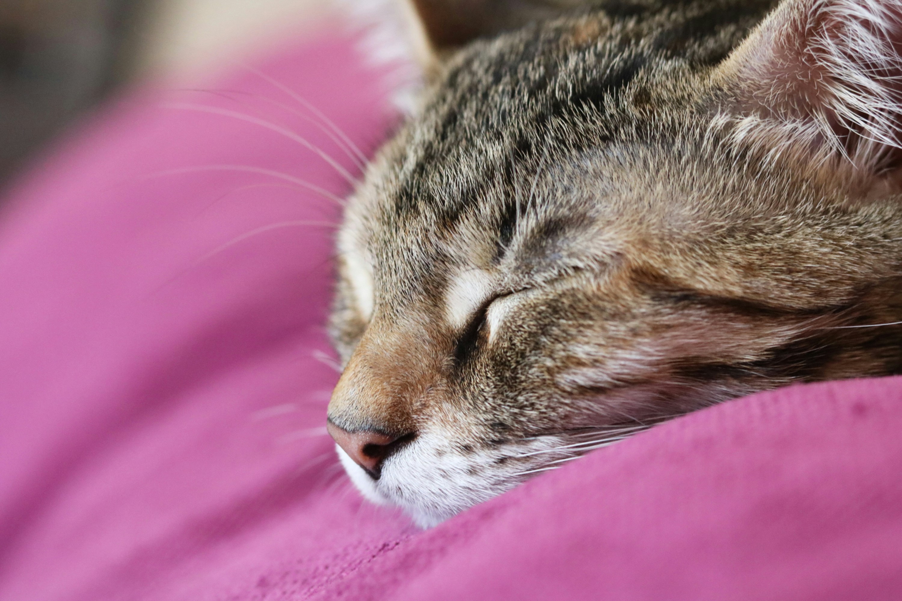 Лицо спящей девушки. Спящие крупным планом видео. Спящие крупным планом видео. Со спящей. Спящие женщины крупным планом.