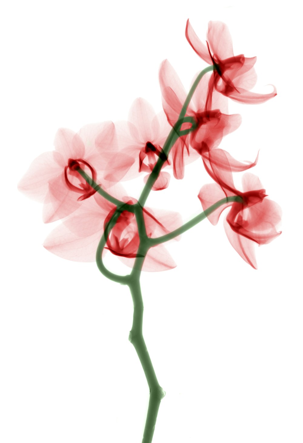 Pintura de flores de pétalos rojos