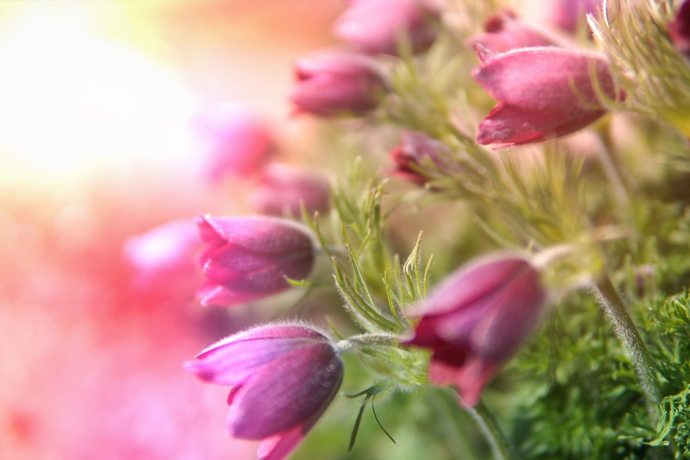 Selektive Fokusfotografie von blühenden rosa Blütenblättern
