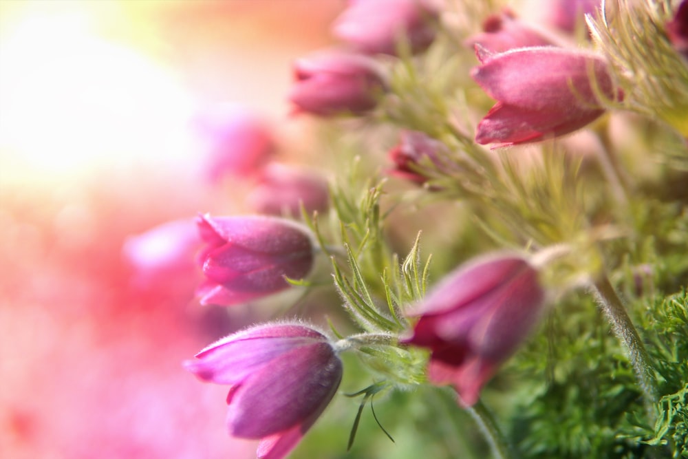 selective focus photography of bloomed pink petaled flower