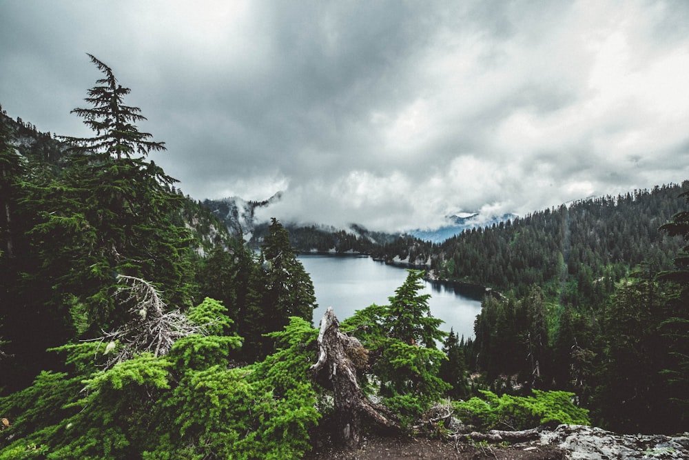 photo of body of water surrounded by green pine trees