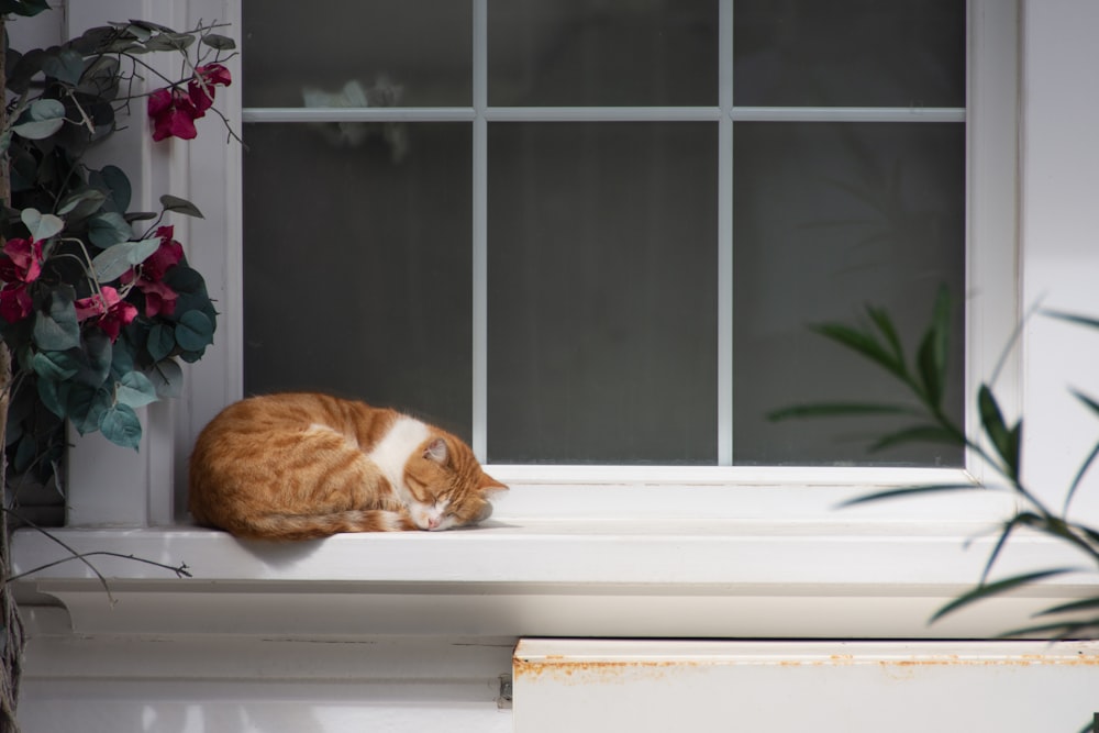 窓のそばで寝ているオレンジと白のぶち猫