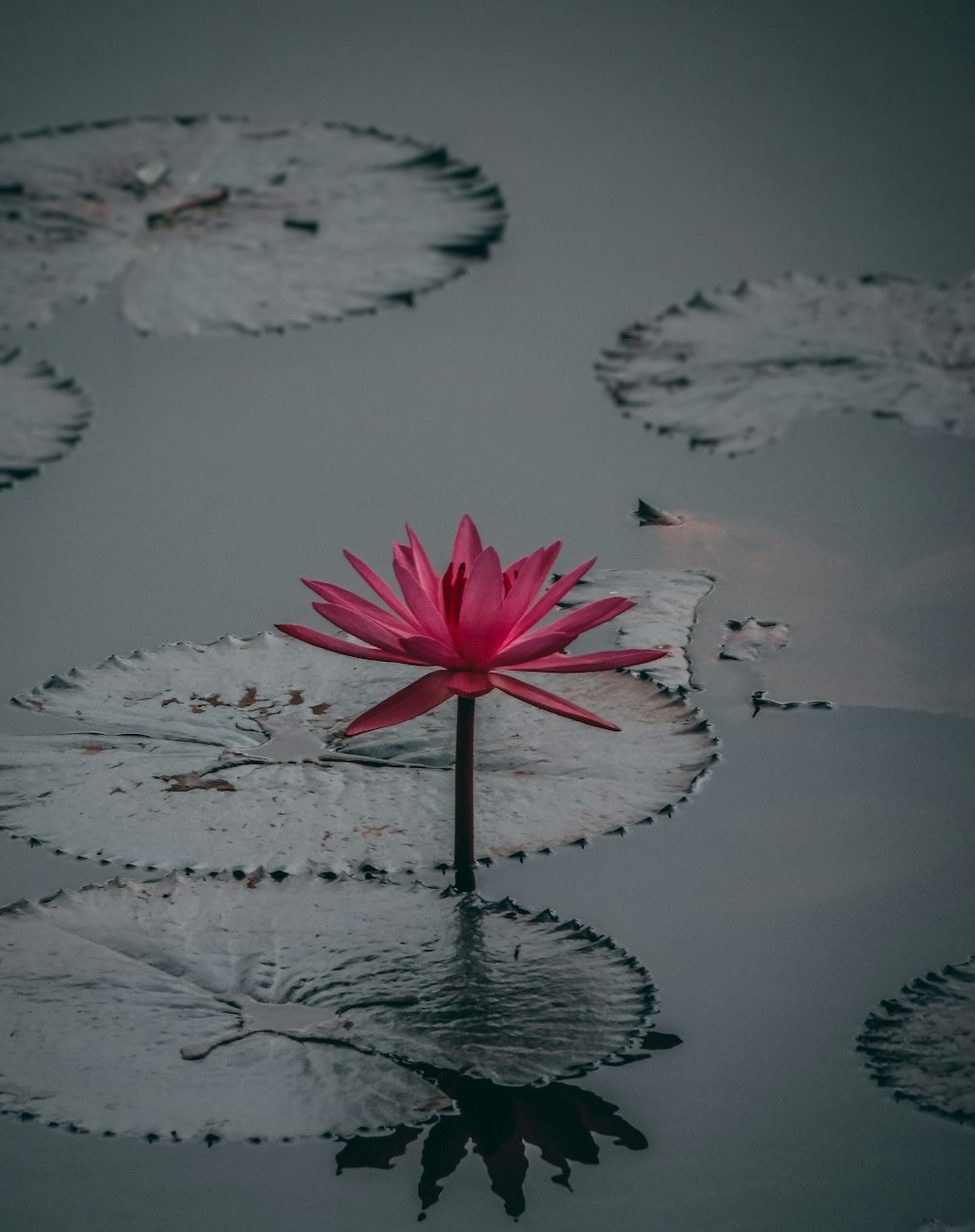 Fotografía de enfoque selectivo de la flor de nenúfar rosa en el cuerpo de agua