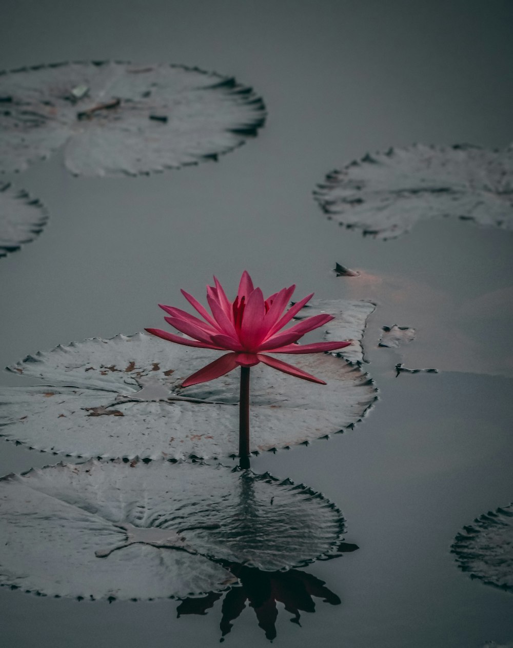 selective focus photography of pink water lily flower on body of water