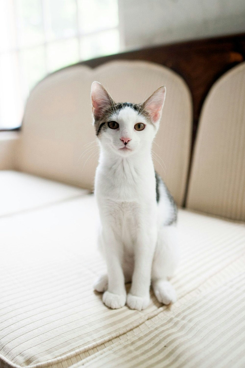 short-coated white and black cat