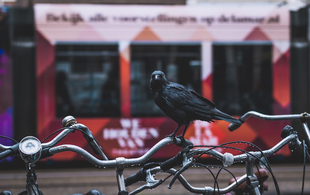 corvo nero sulla bicicletta