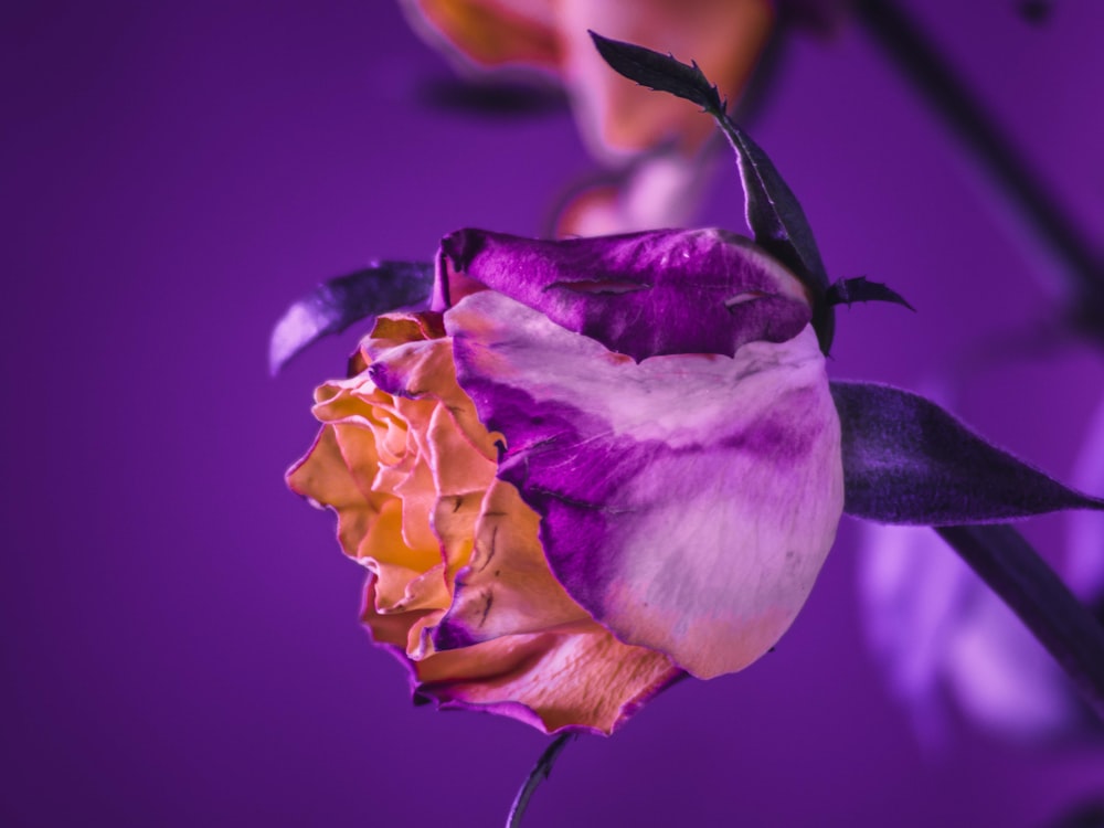 fleur aux pétales violets et oranges