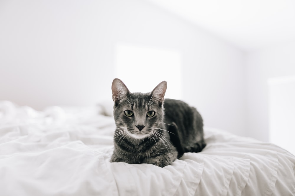 braun getigerte Katze auf dem Bett