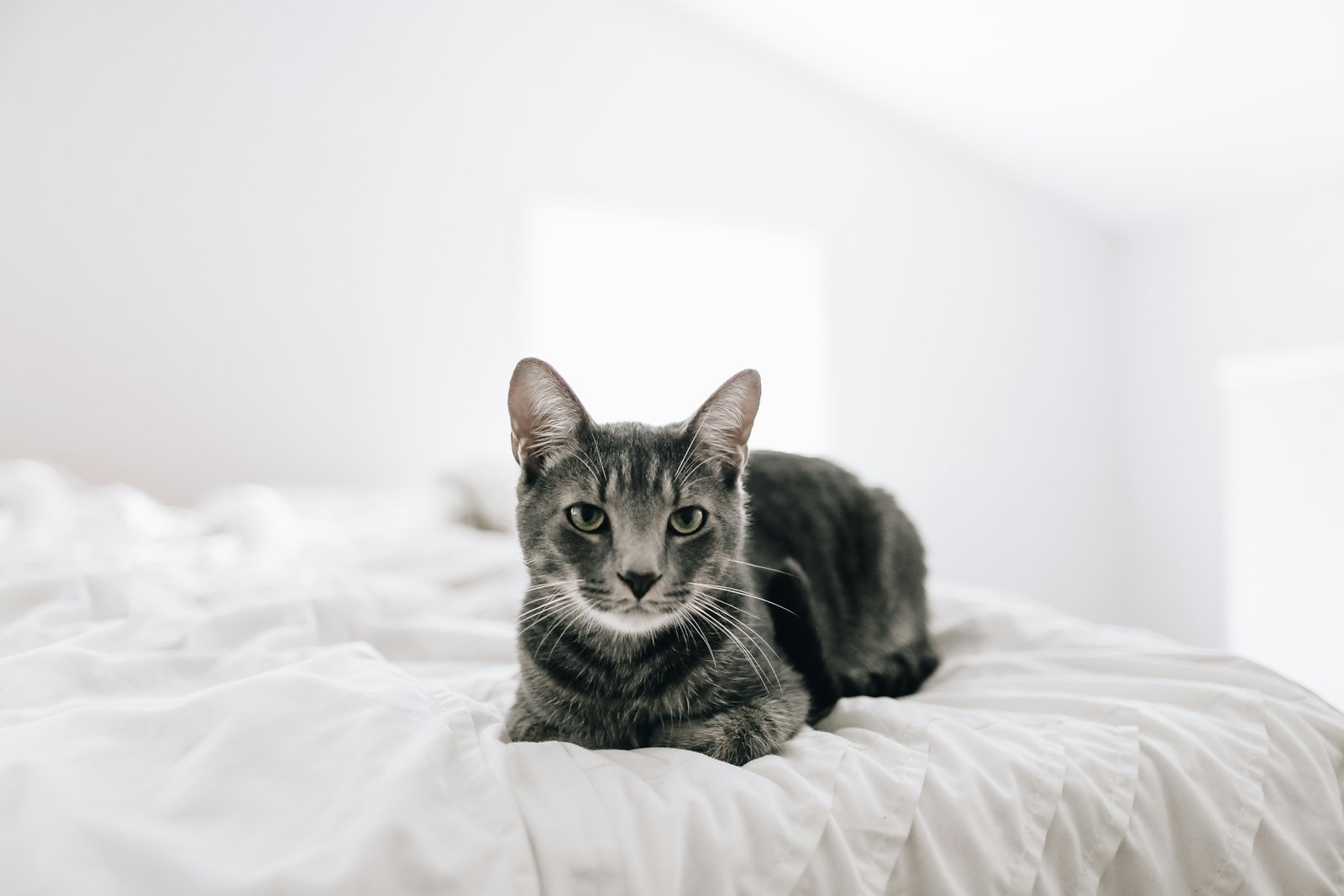 Canon EF 24mm F1.4L II USM sample photo. Brown tabby cat on photography