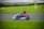 A person wearing a helmet and racing gear is driving a go-kart on an outdoor track. The racer is moving at high speed, captured in motion with a blurred background. The track is surrounded by green grass, and there are distant hills and cloudy skies in the background.