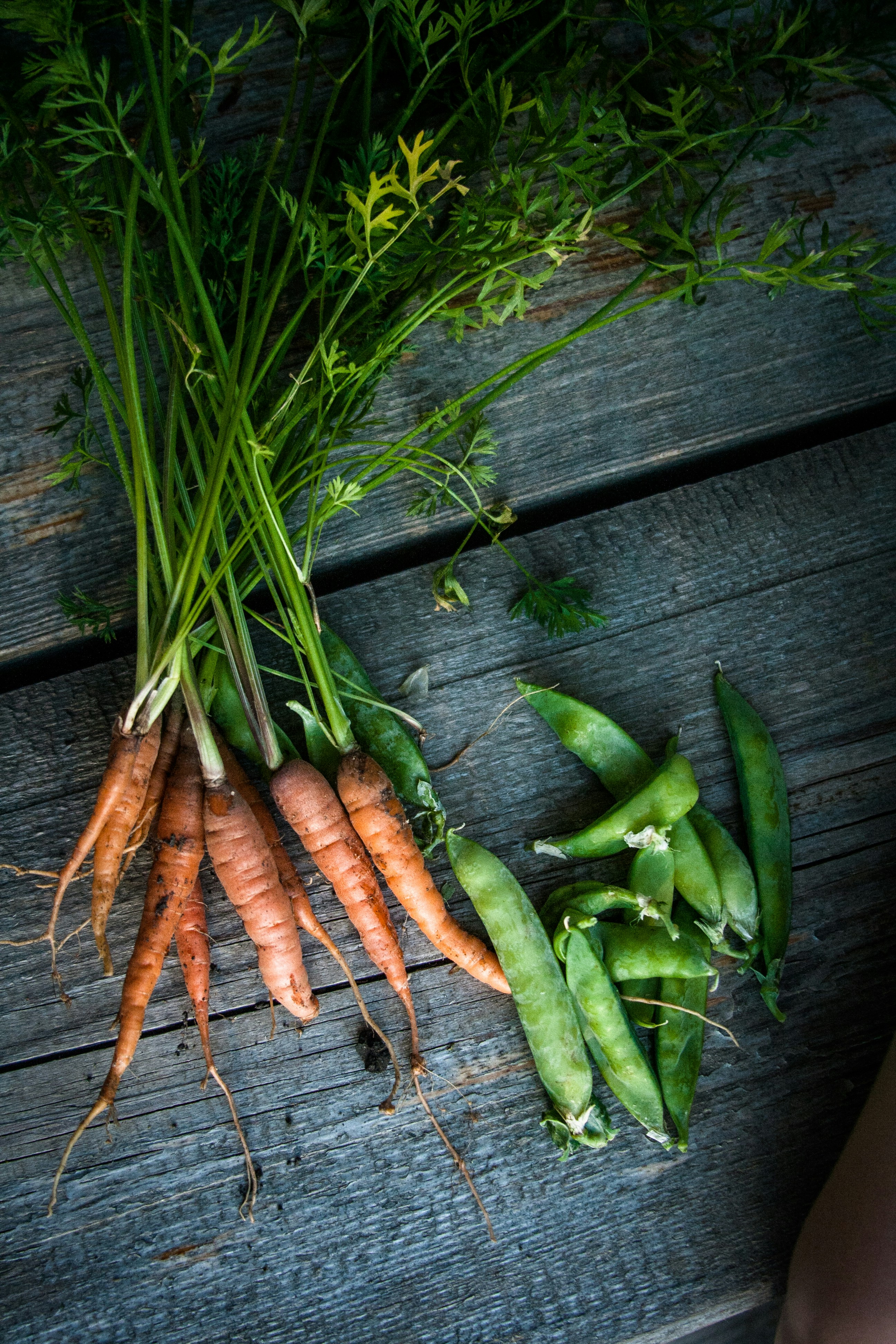 Świeże marchewki ekologiczne