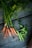 A bunch of freshly harvested carrots and snap peas are laid out on a rustic wooden surface. The carrots have vibrant green tops, and the peas are enclosed in their pods.