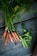 A bunch of freshly harvested carrots and snap peas are laid out on a rustic wooden surface. The carrots have vibrant green tops, and the peas are enclosed in their pods.