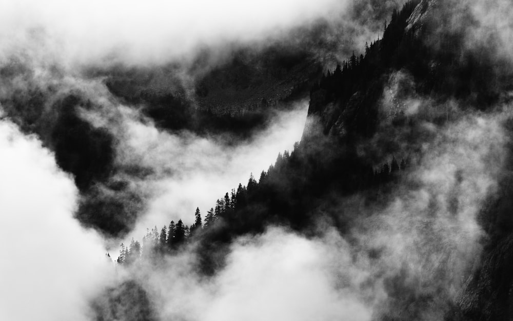 Bäume auf wolkenverhangenen Bergen