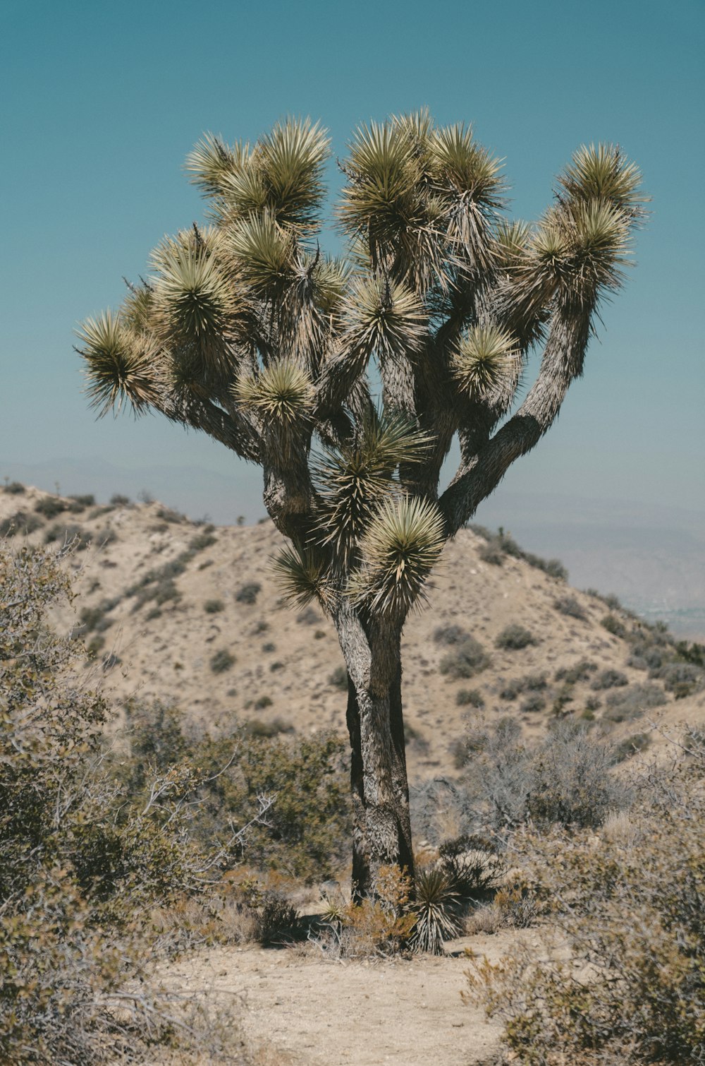 tree on desert