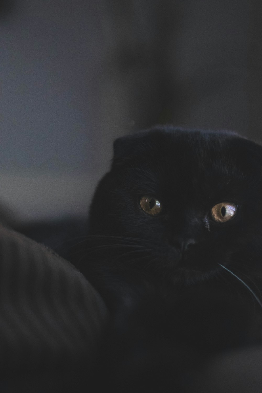 photo of black cat lying on black textile