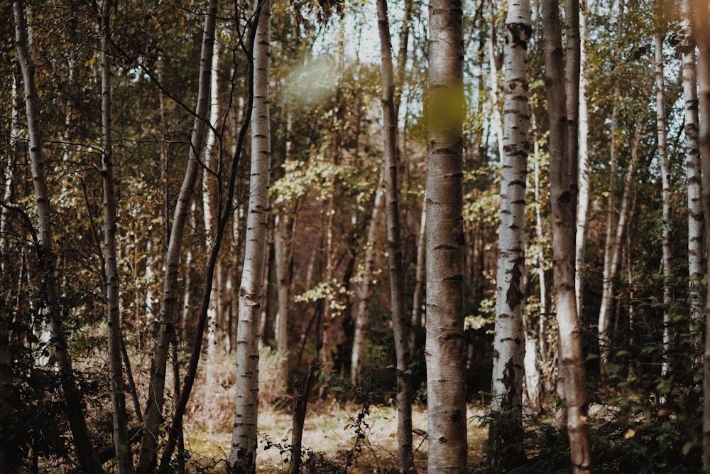 bruns arbres nus pendant la journée