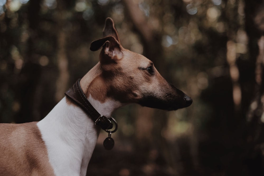 black and white short-coated dog