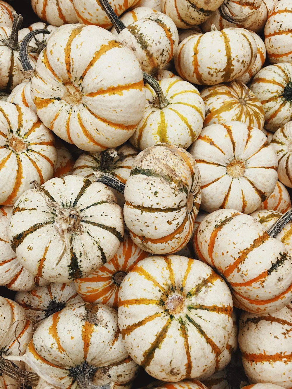 beige pumpkins