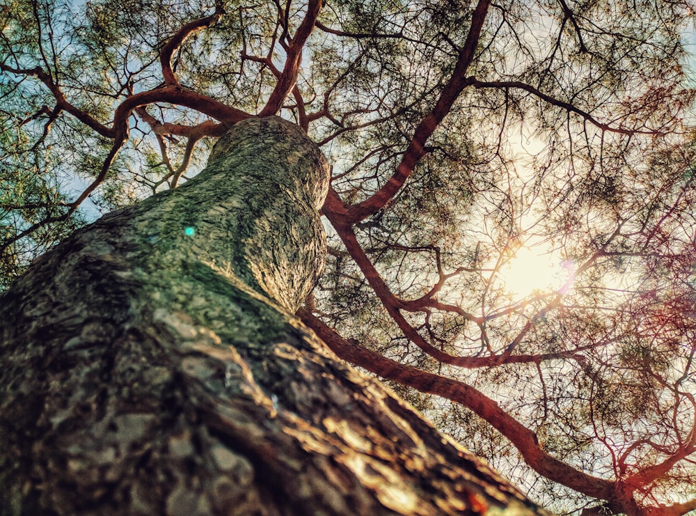 low angle photography of green leafed tree