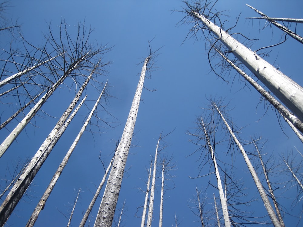 low-angle photography of bare trees