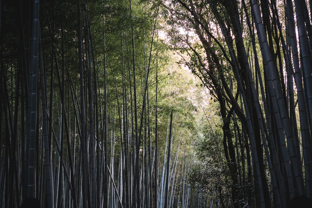 árvore de bambu