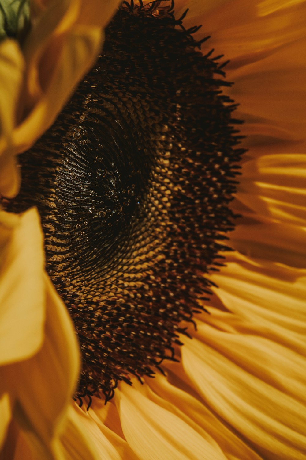 macro photography of sunflower