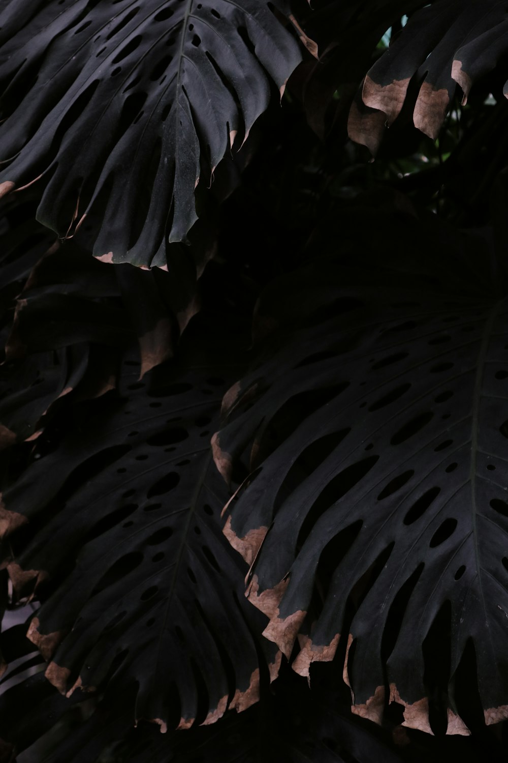 緑のモンステラ・デリシオサの葉のクローズアップ写真