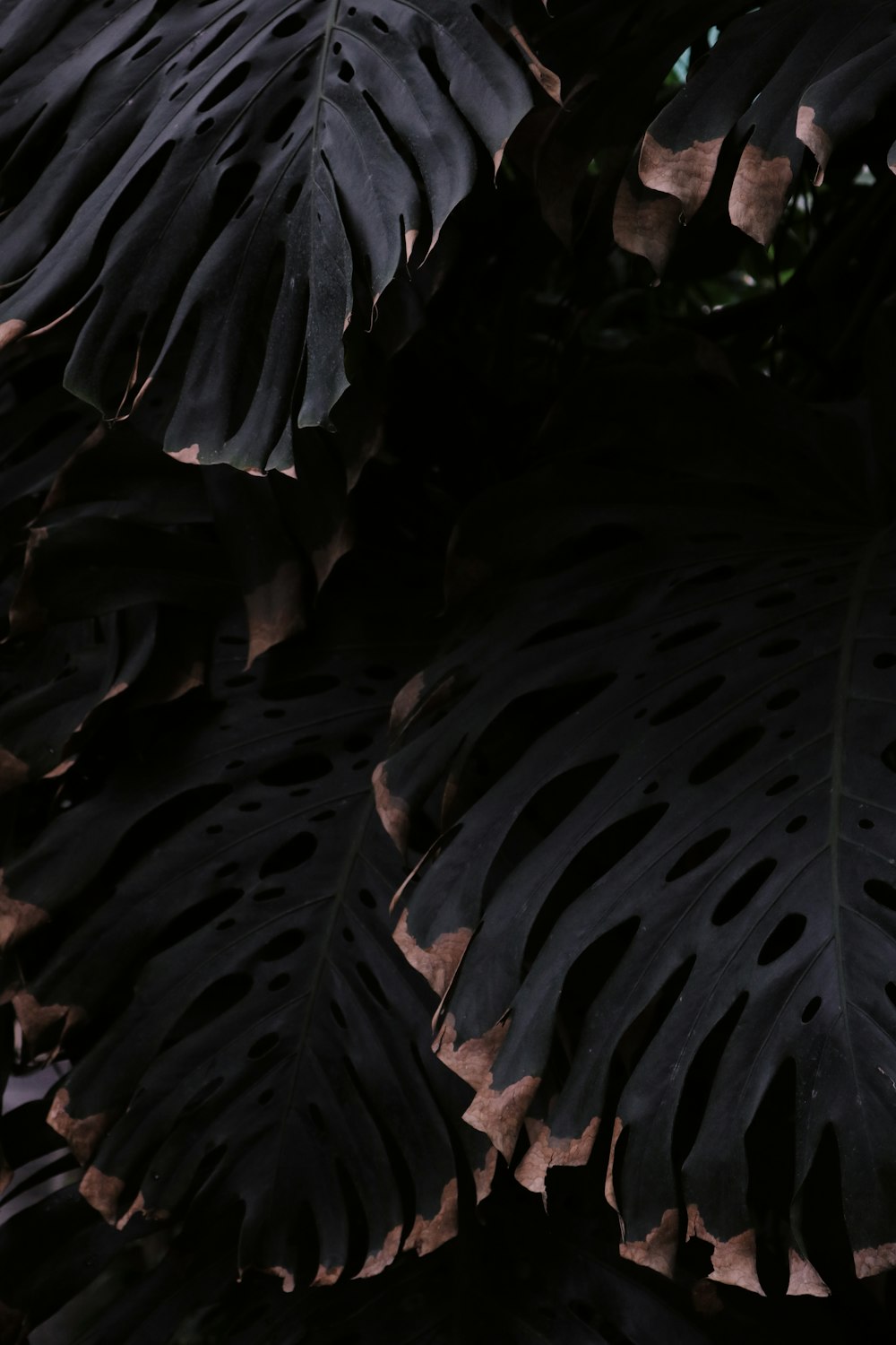 close-up photography of green Monstera deliciosa leaves