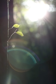 bokeh photography of two green leaves