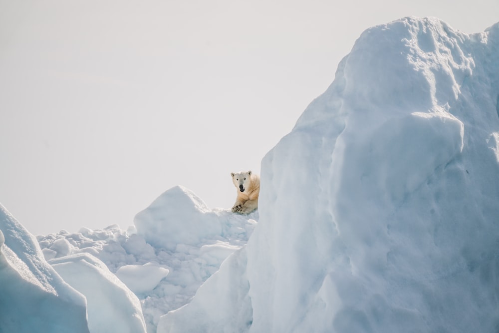 polar bear laying on ice at daytime