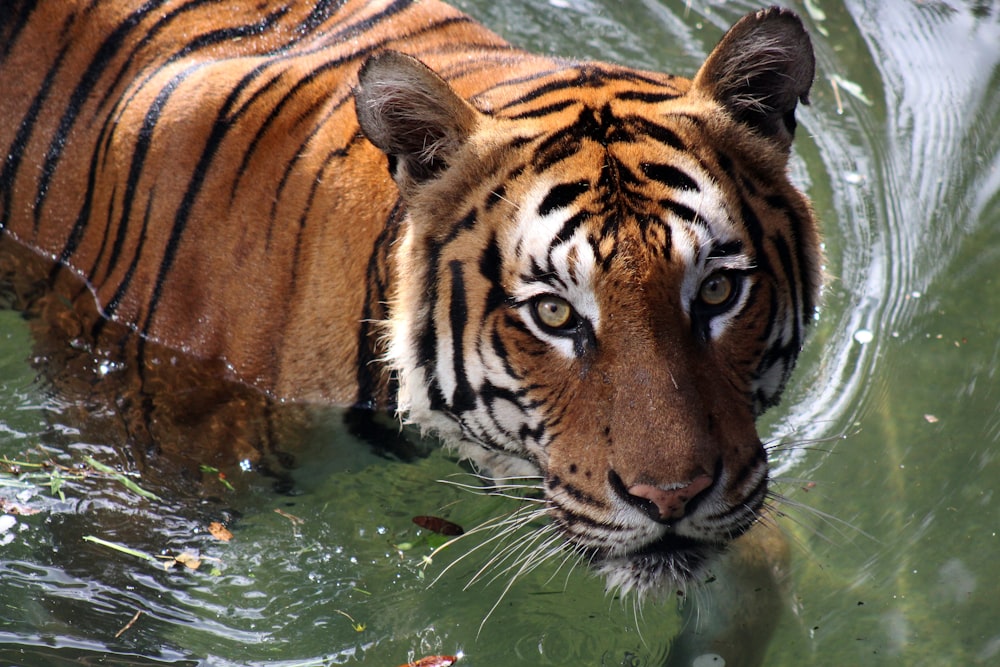 tigre adulta sull'acqua