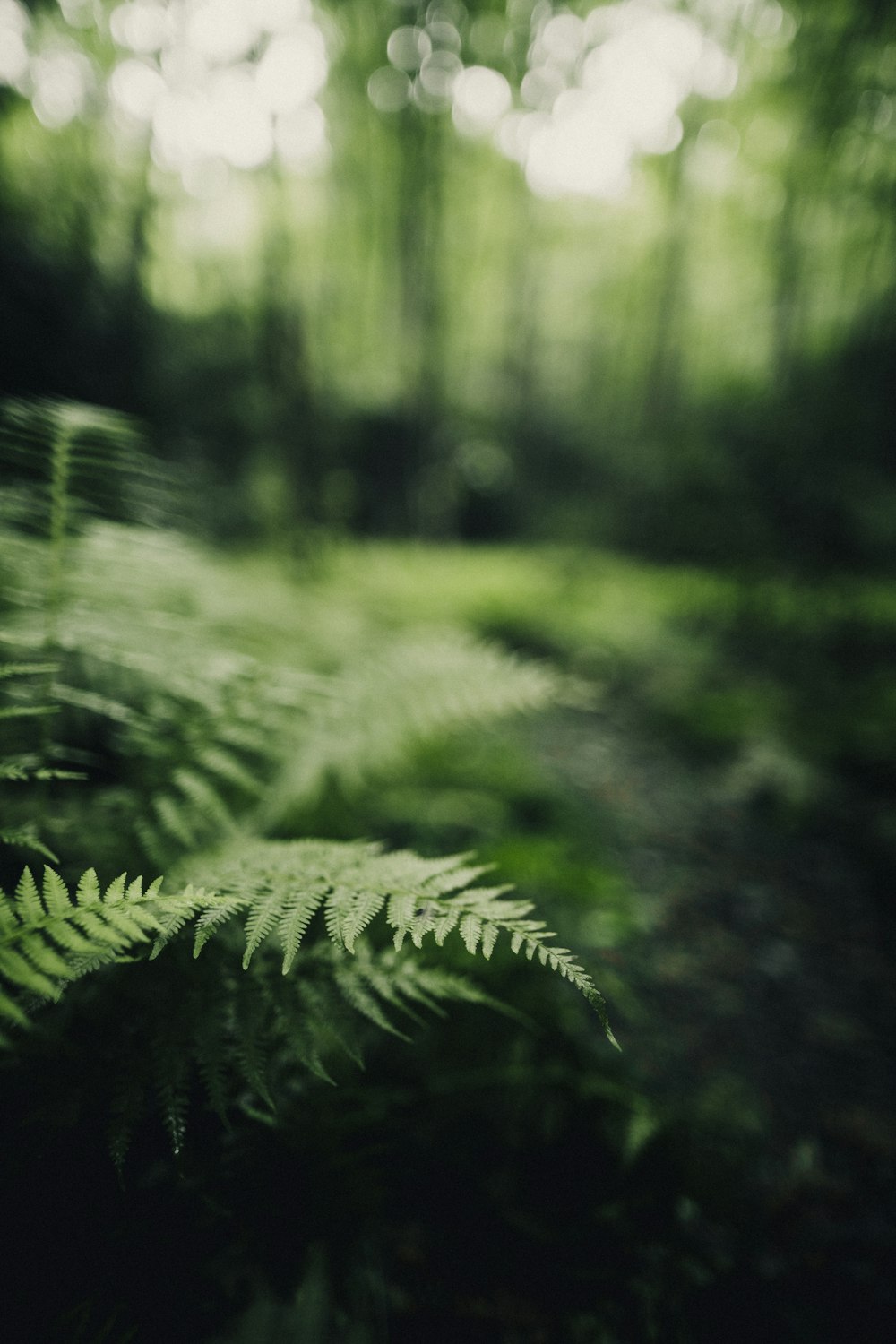 green plants