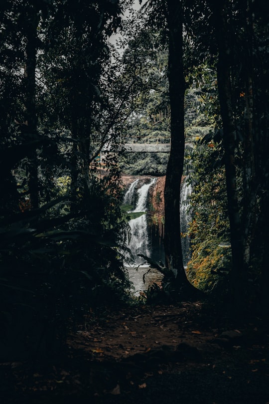 view of waterfalls through forest trees in Paronella Park Australia