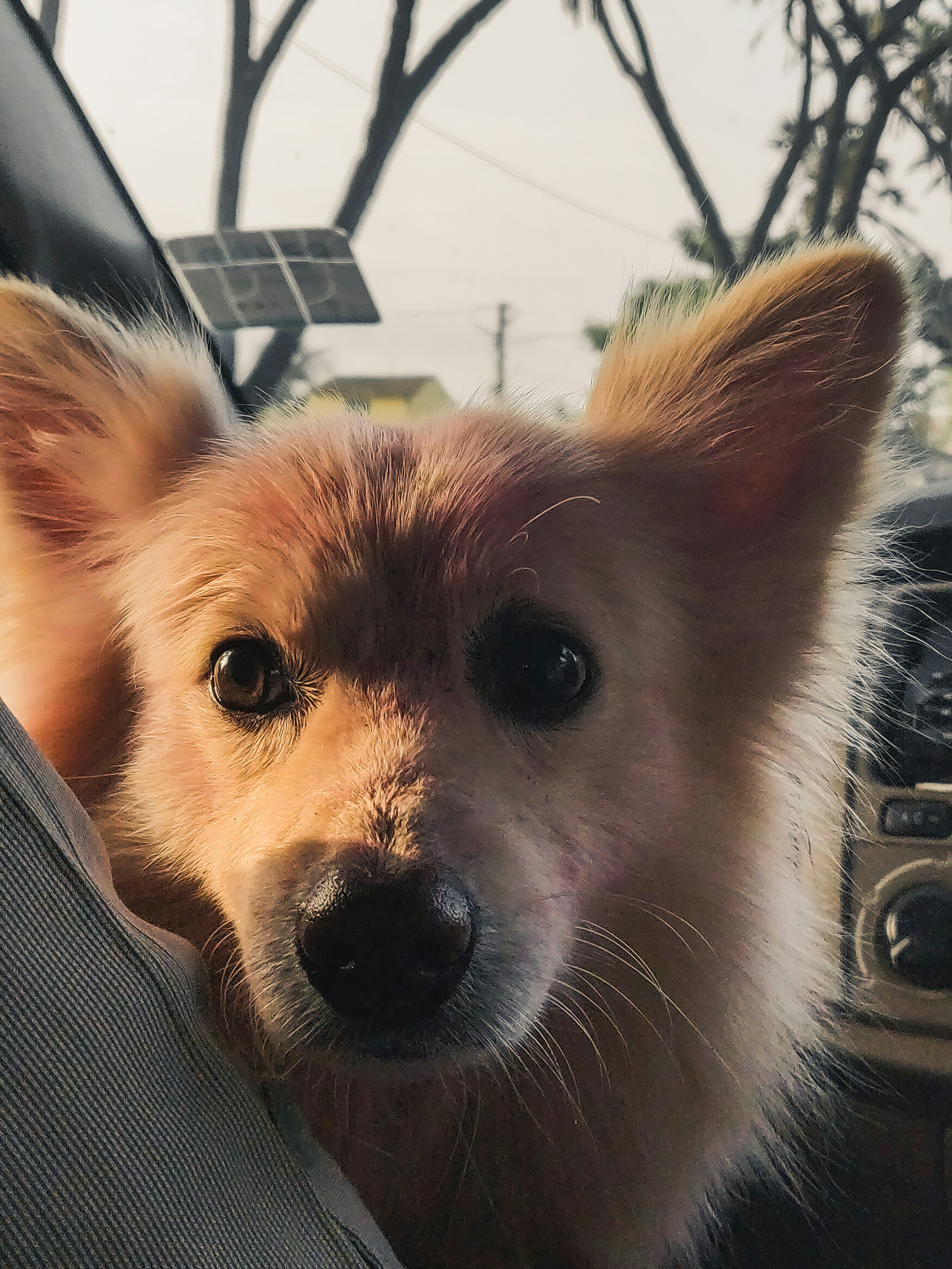 Cozy Dog Travel Bed