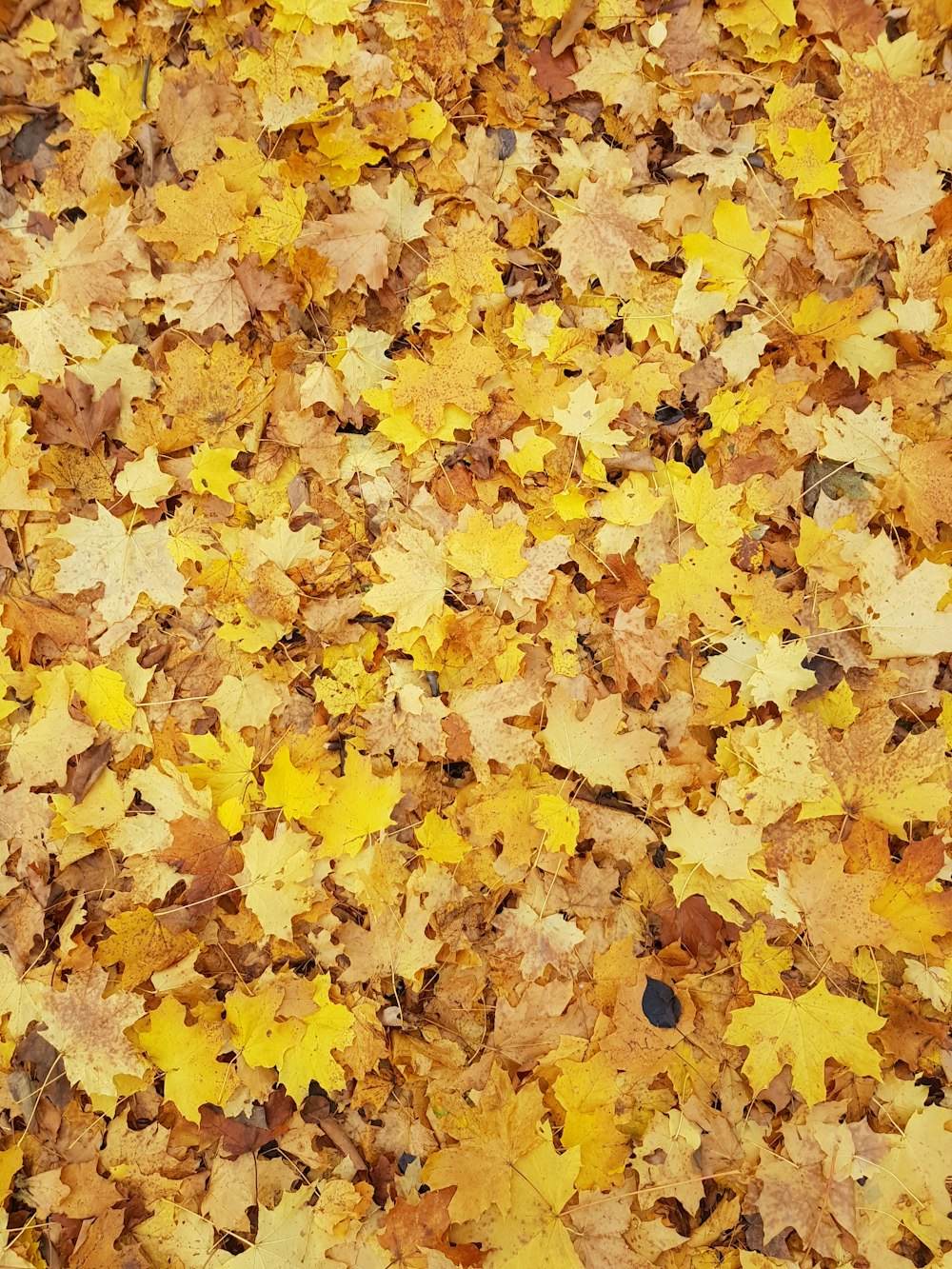 brown and yellow maple leaves