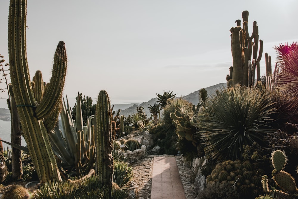 Camino de concreto gris entre plantas de cactus verdes bajo cielo azul