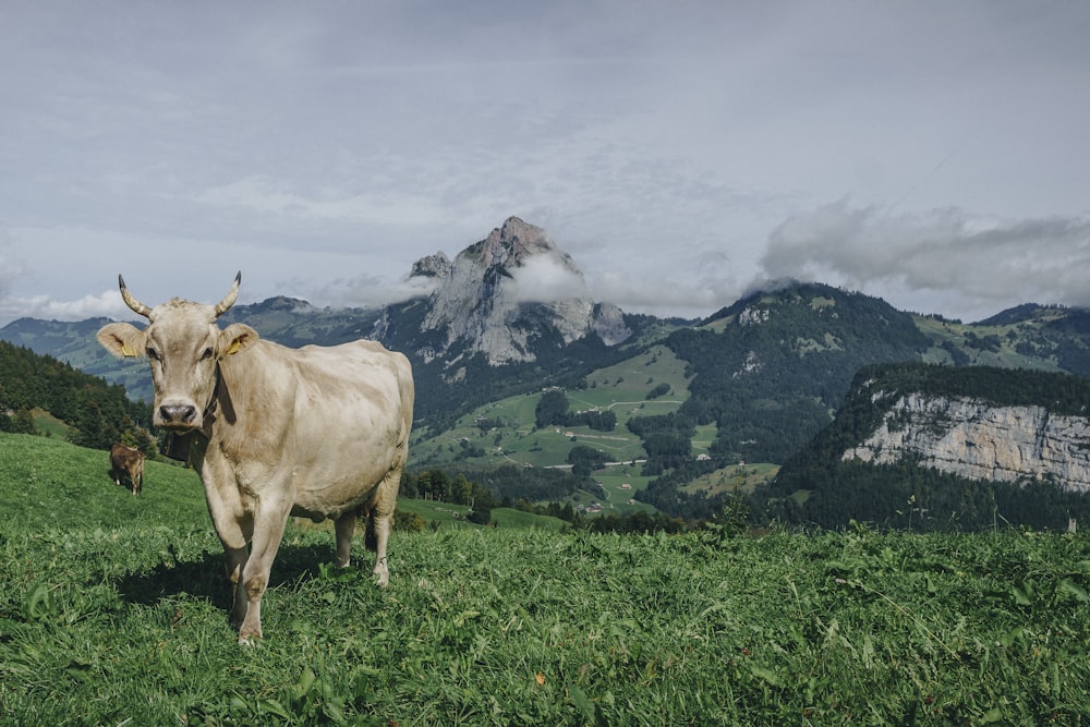 brown cow