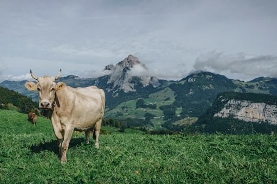 brown cow in Stoos Switzerland