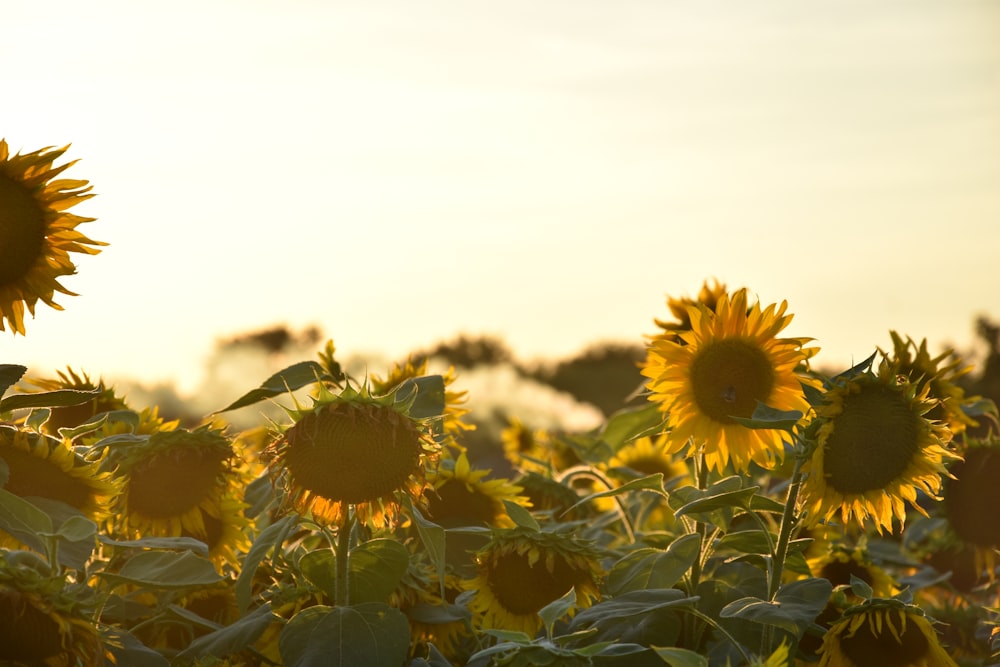 sunflower fields during daytime