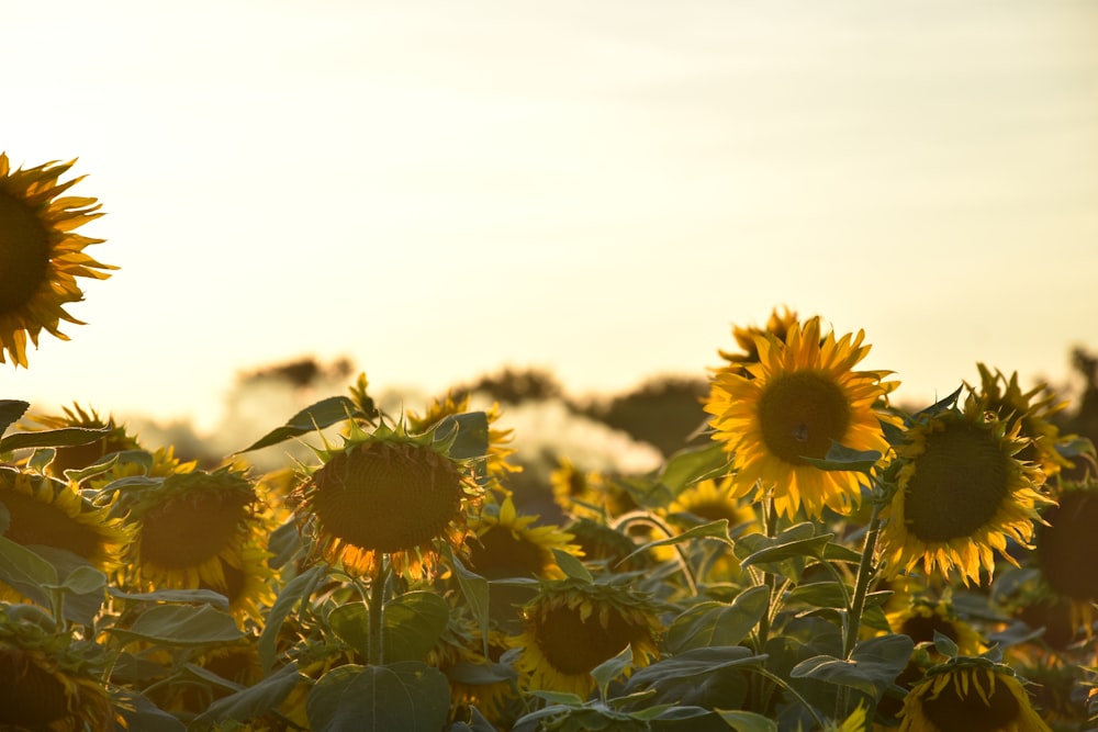 Sonnenblumenfelder tagsüber