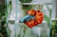 bokeh shot of blue and orange fish