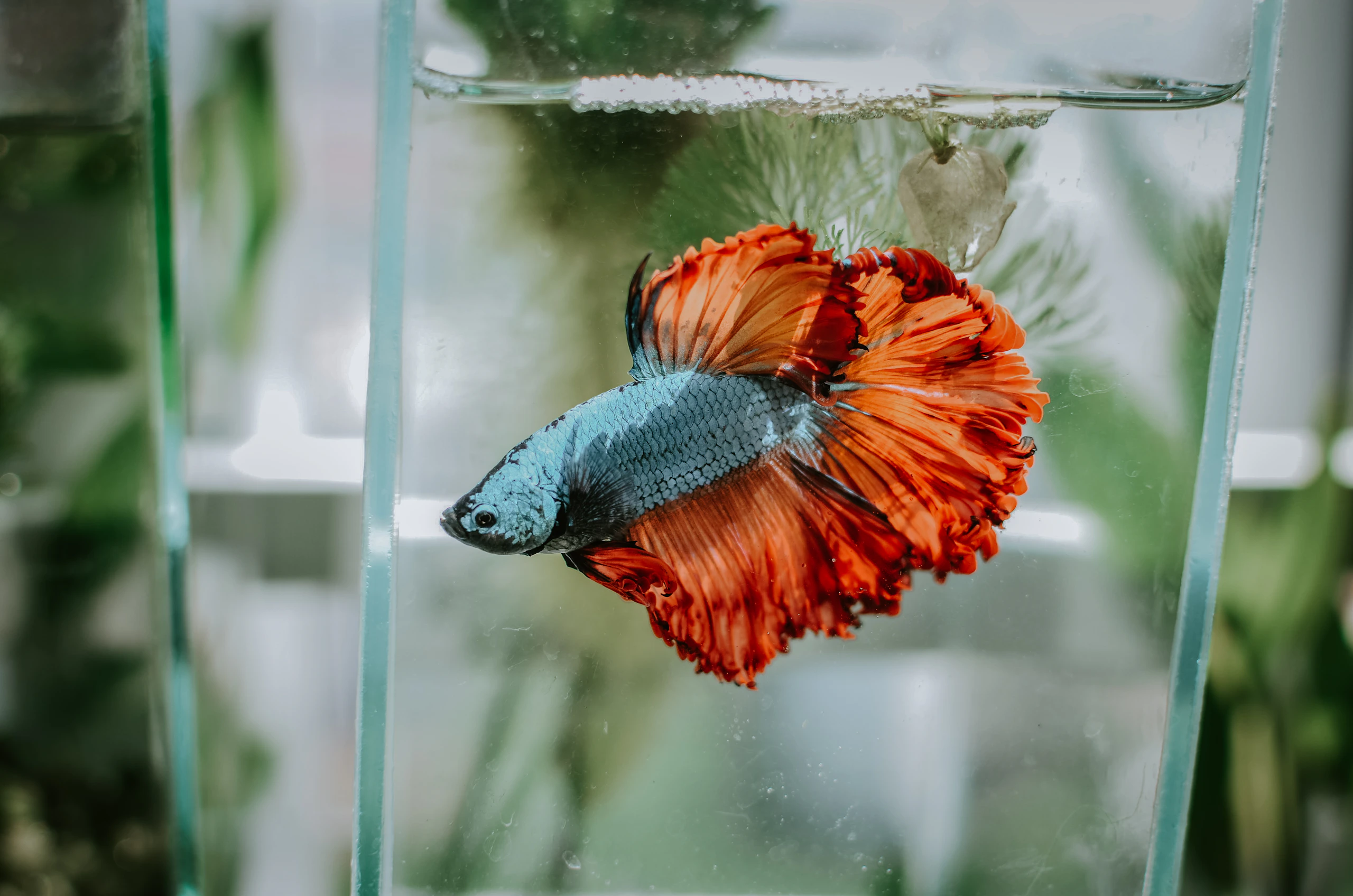 A vivid orange and blue betta swimming in a clear glass container