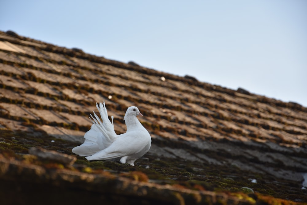 white pigeon on brown roof shingles