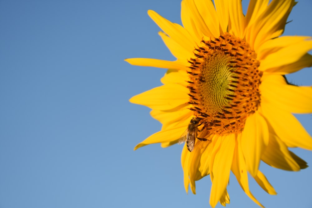 bee perching on yellow flower