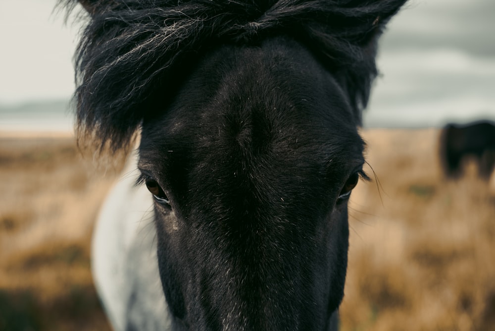 black and white horse