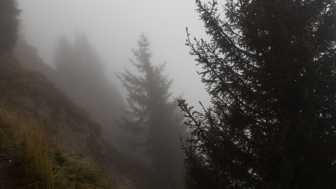 Forest photo spot Hochganghaus Nova Levante