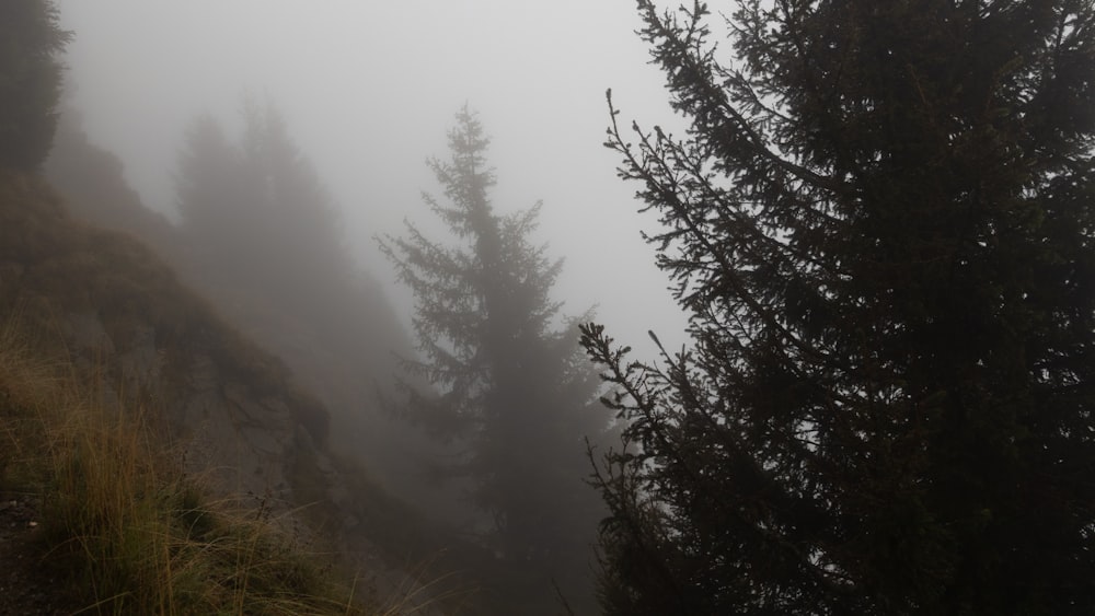 pine trees surrounded with fogs