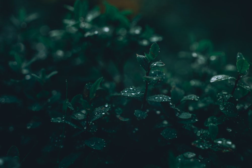 green plants during nighttime