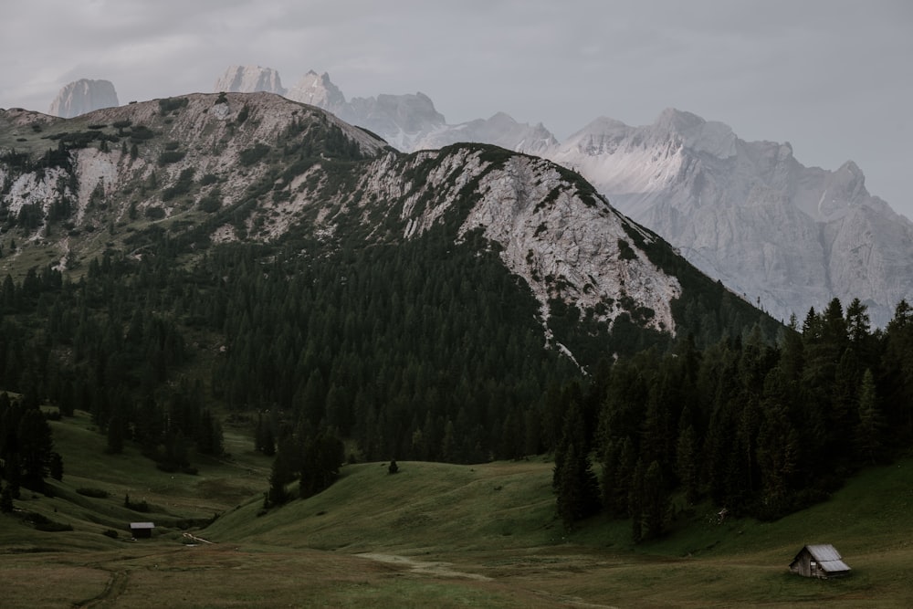 forest under glacier mountains